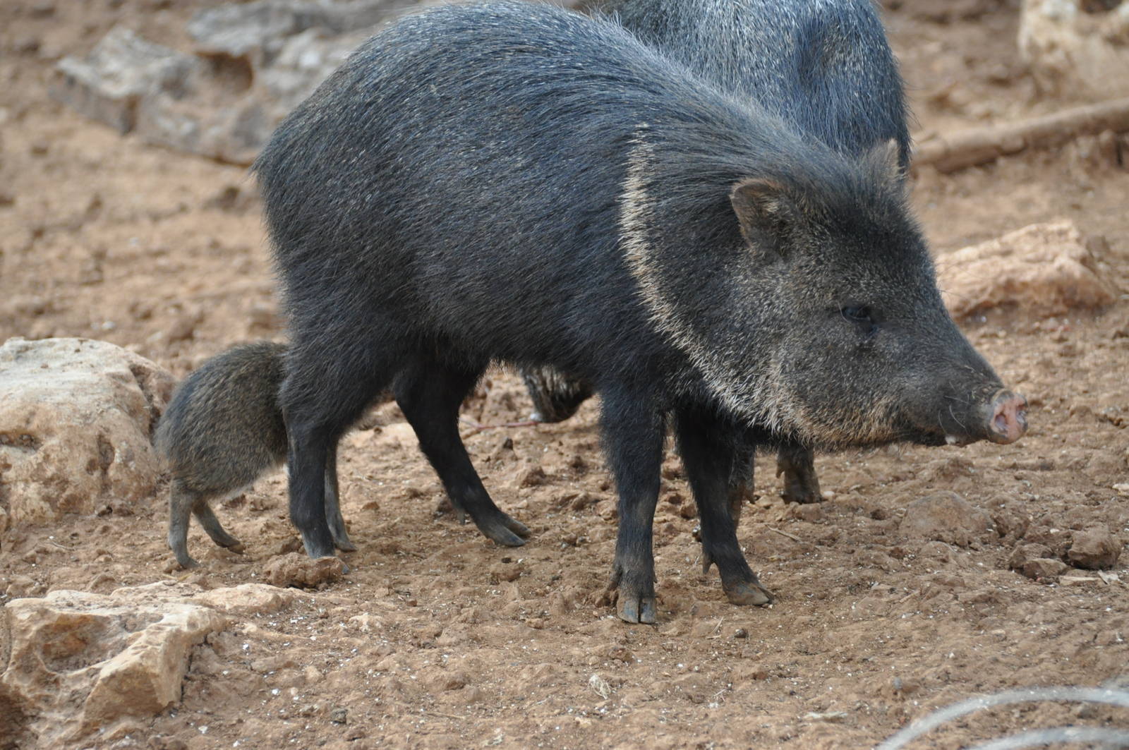 Collared peccary/ Pecari tajacu