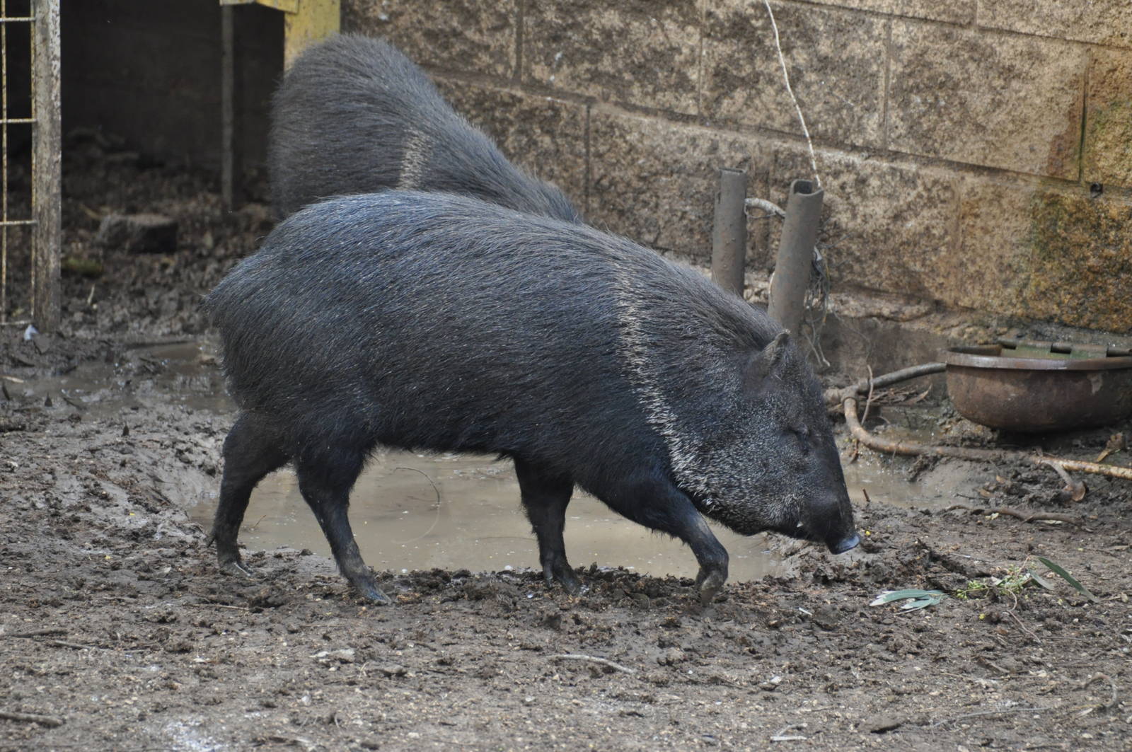 Collared peccary/ Pecari tajacu