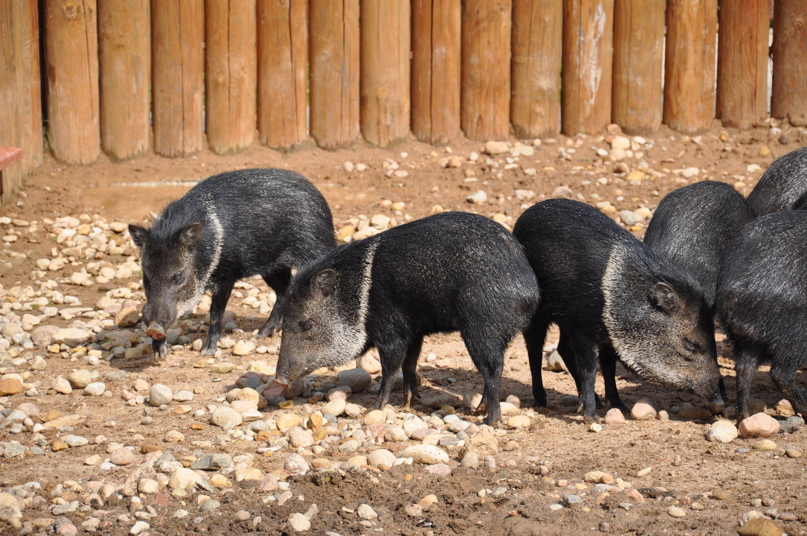 Collared peccary/ Pecari tajacu