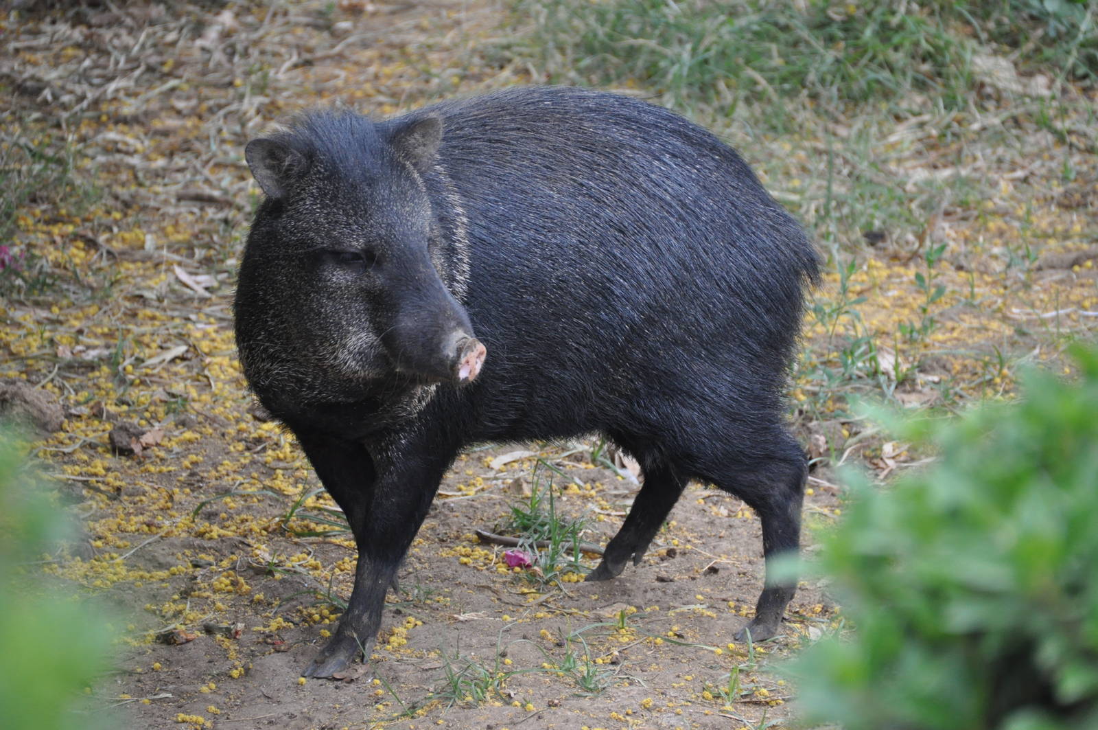Collared peccary/ Pecari tajacu