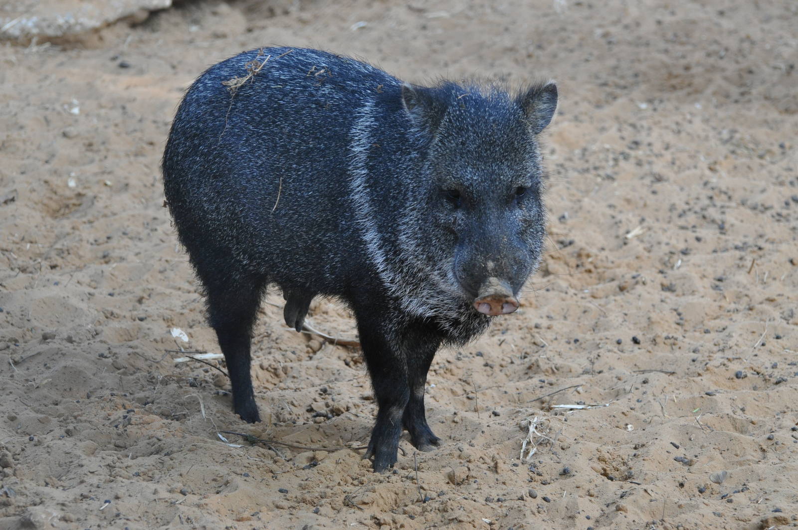 Collared peccary/ Pecari tajacu