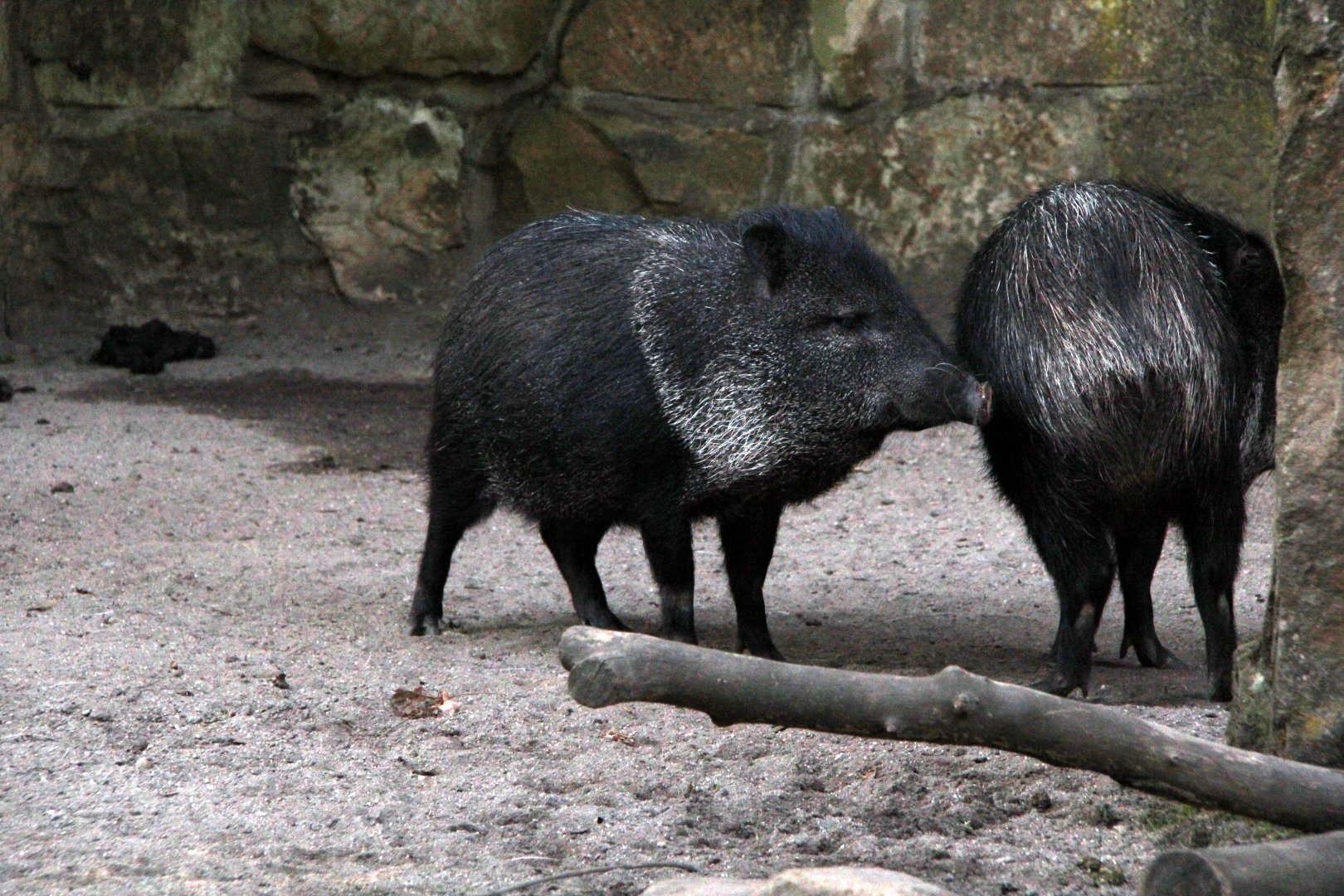 collared peccary (Pecari tajacu)
