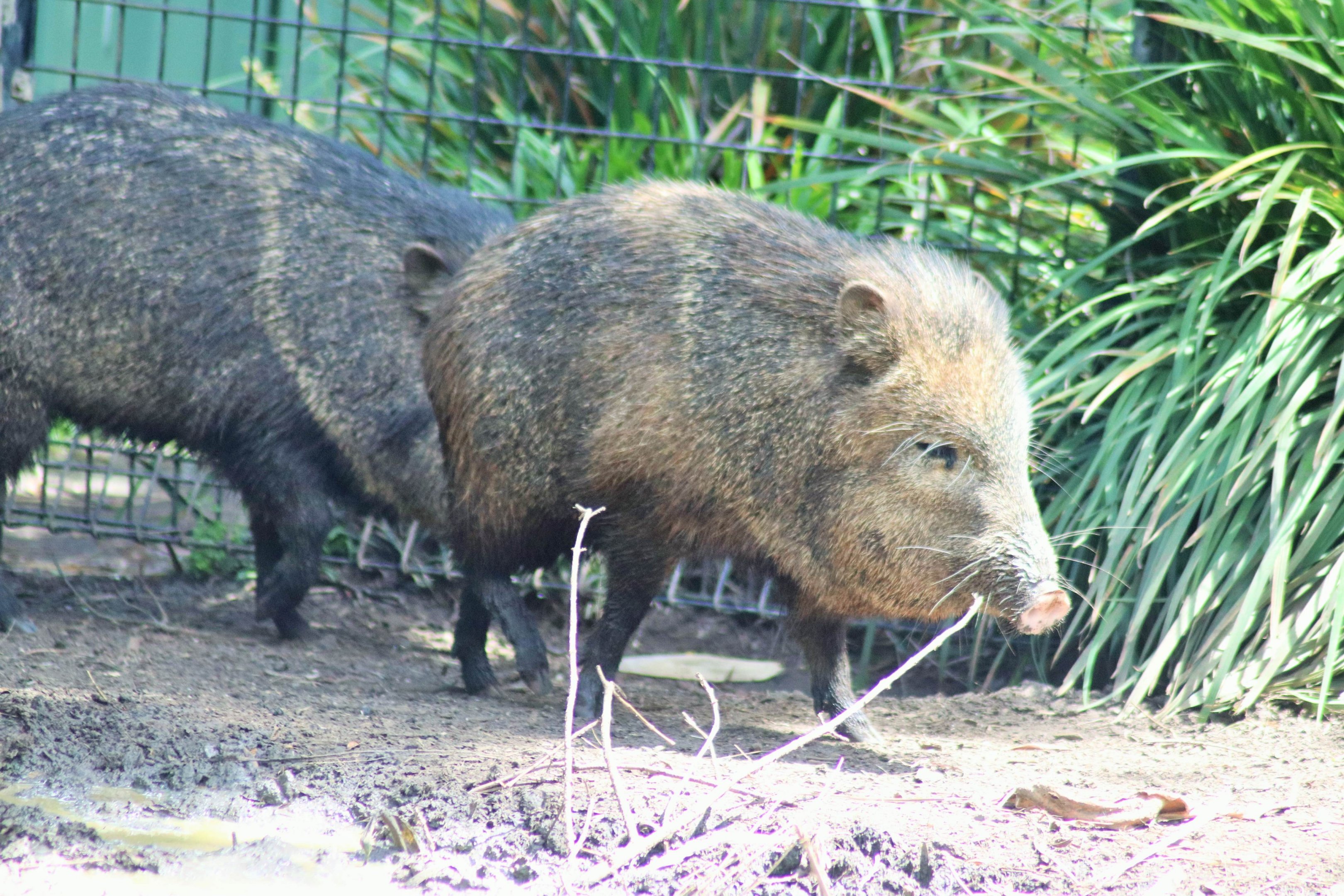 Collared Peccary (Pecari tajacu)