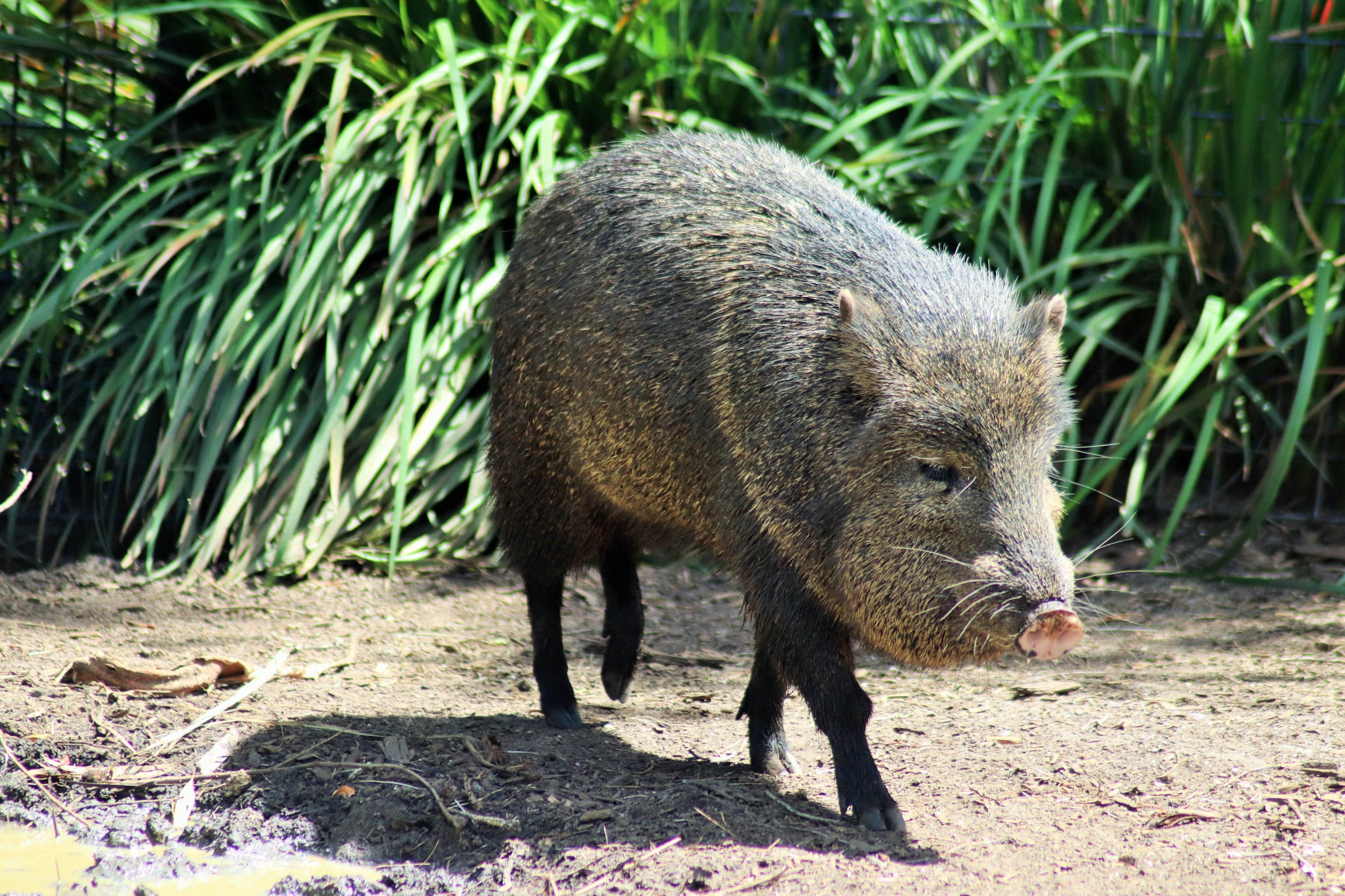 Collared Peccary (Pecari tajacu)