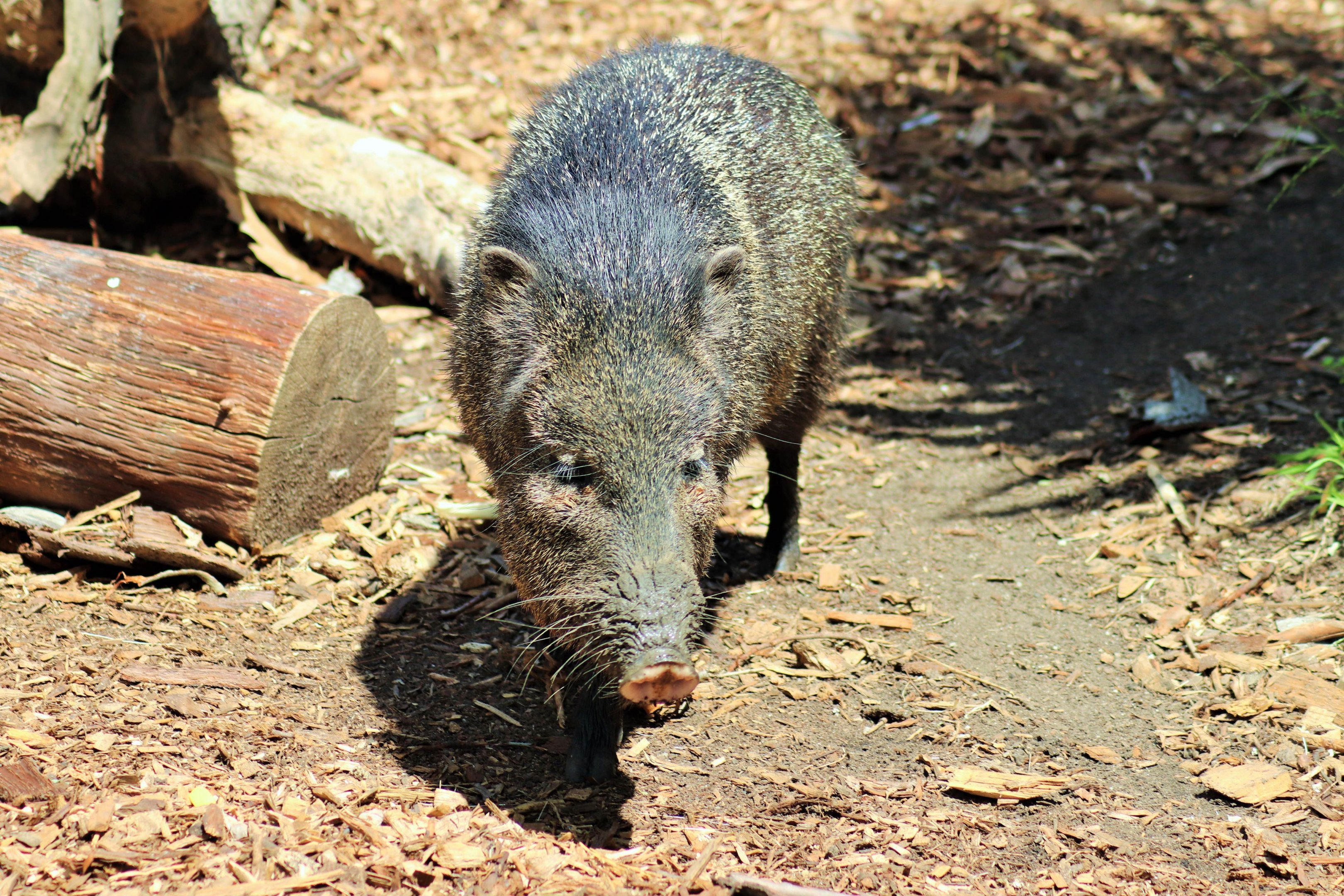 Collared Peccary (Pecari tajacu)
