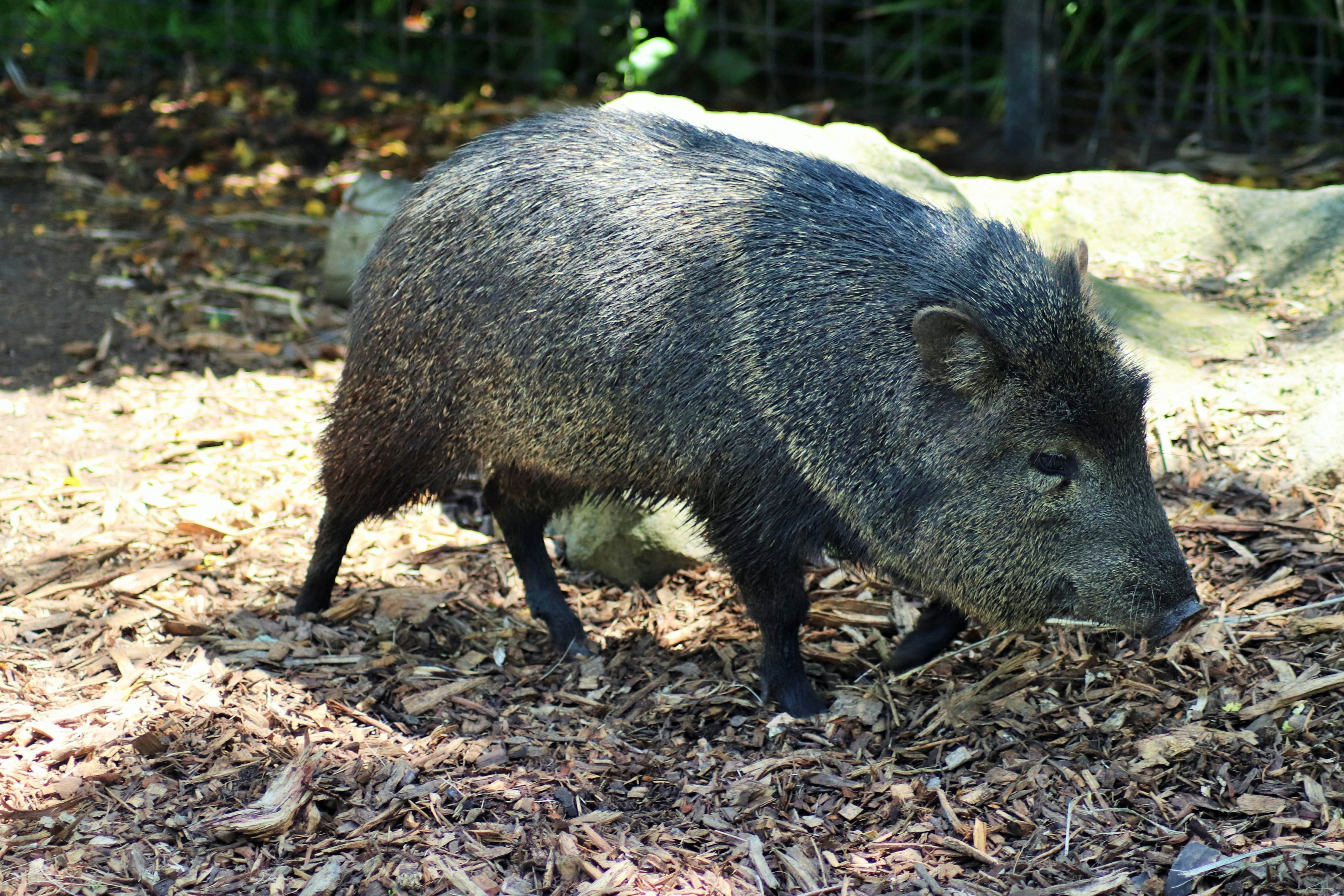 Collared Peccary (Pecari tajacu)