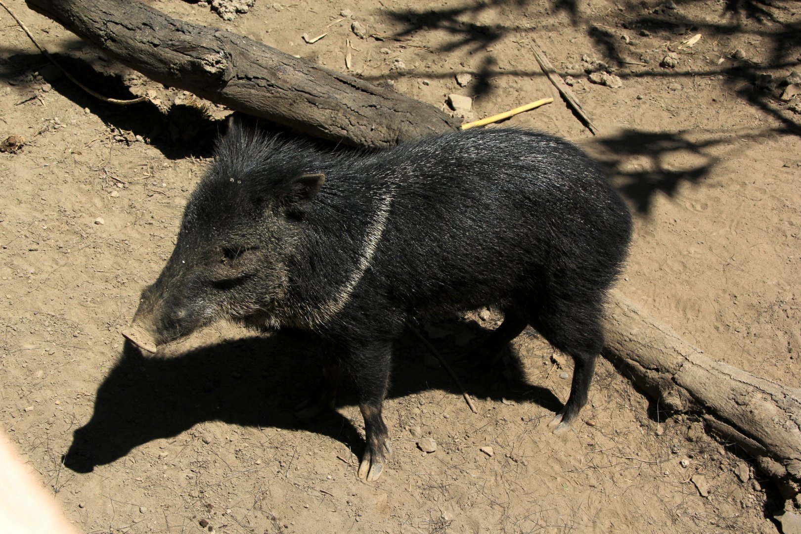 collared peccary (Pecari tajacu)
