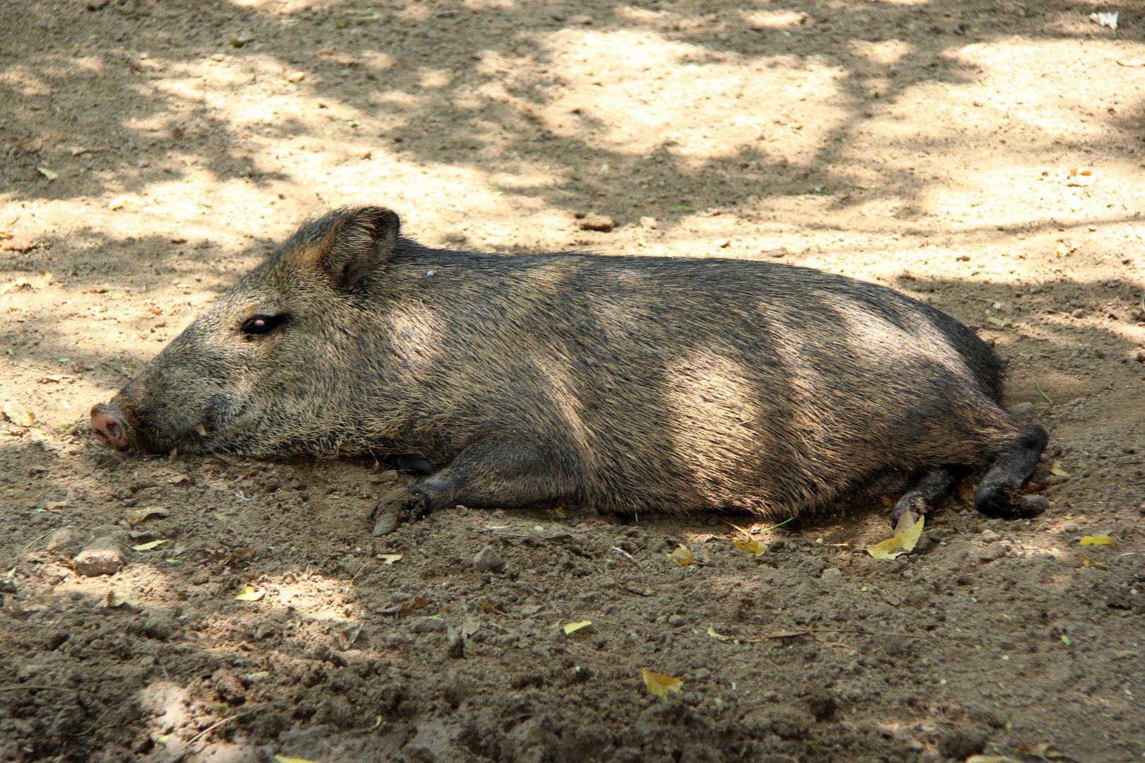 collared peccary (Pecari tajacu)