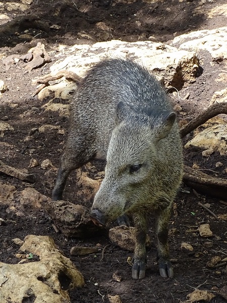 Collared peccary (Pecari tajacu)