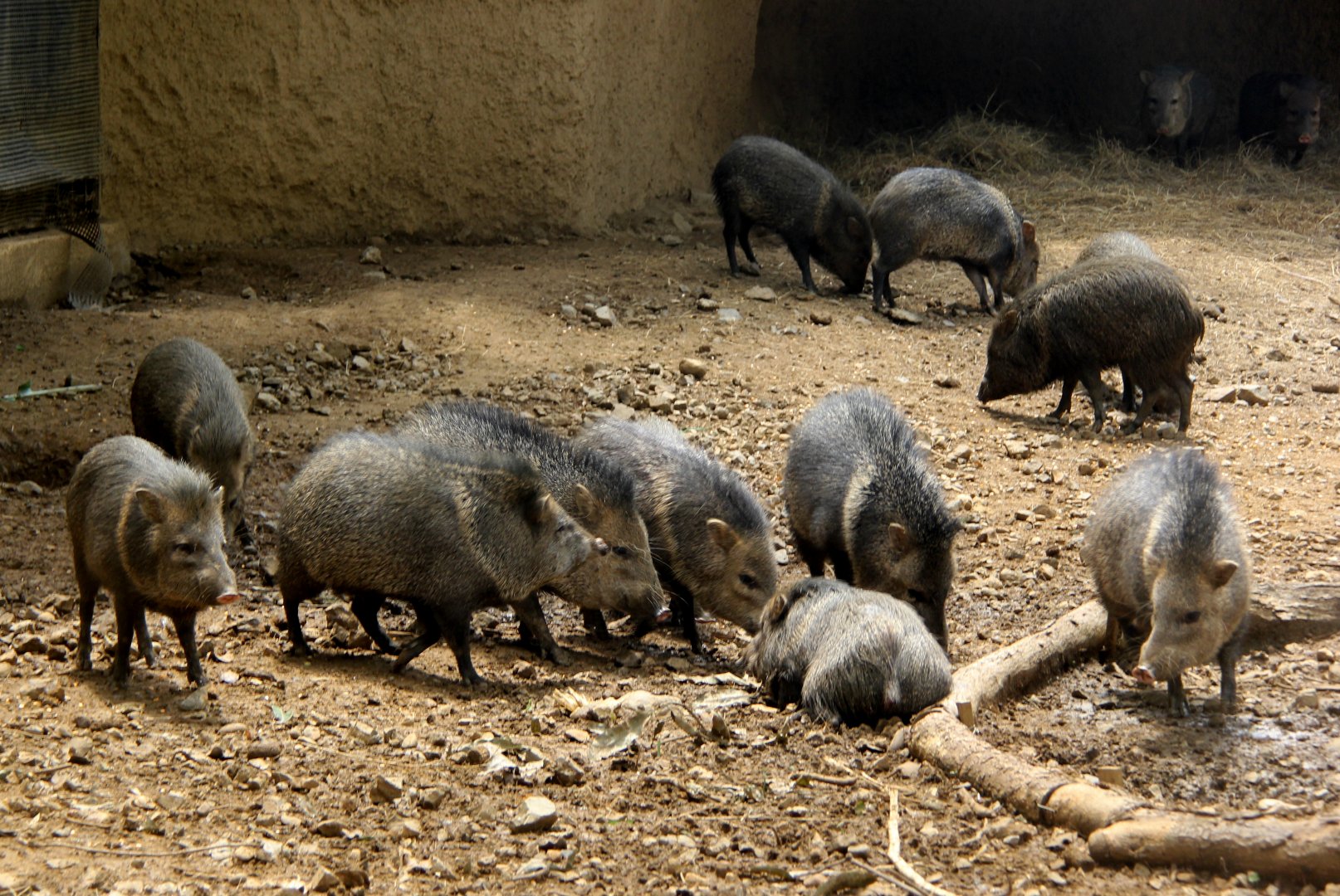 collared peccary (Pecari tajacu)