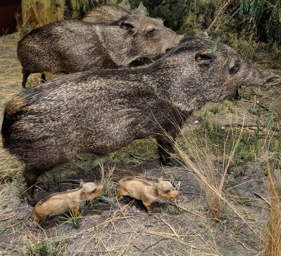 Collared peccary (Pecari tajacu)