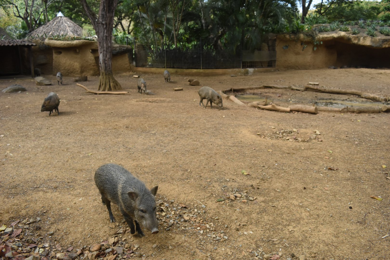 Collared peccary (Pecari tajacu)