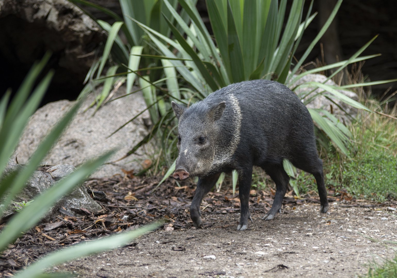 Collared peccary (Pecari tajacu)