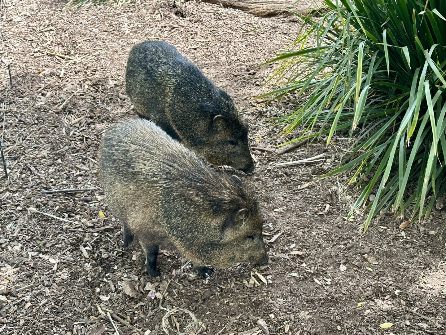 Collared peccary (Pecari tajacu)