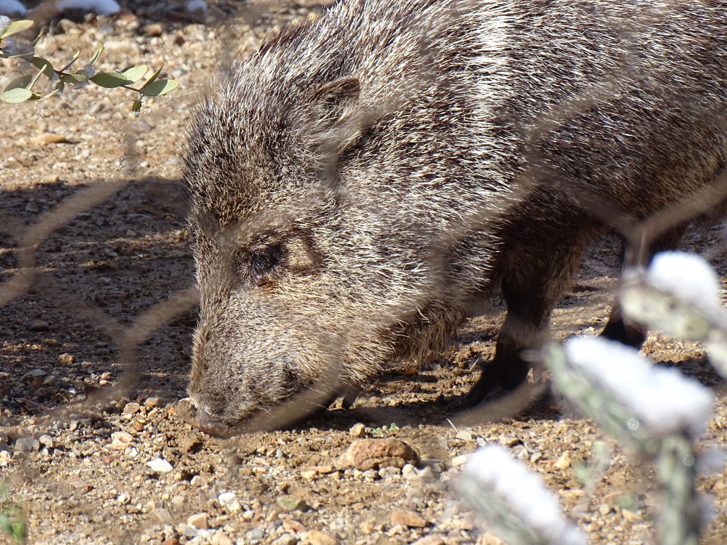 Collared peccary (Pecari tajacu)