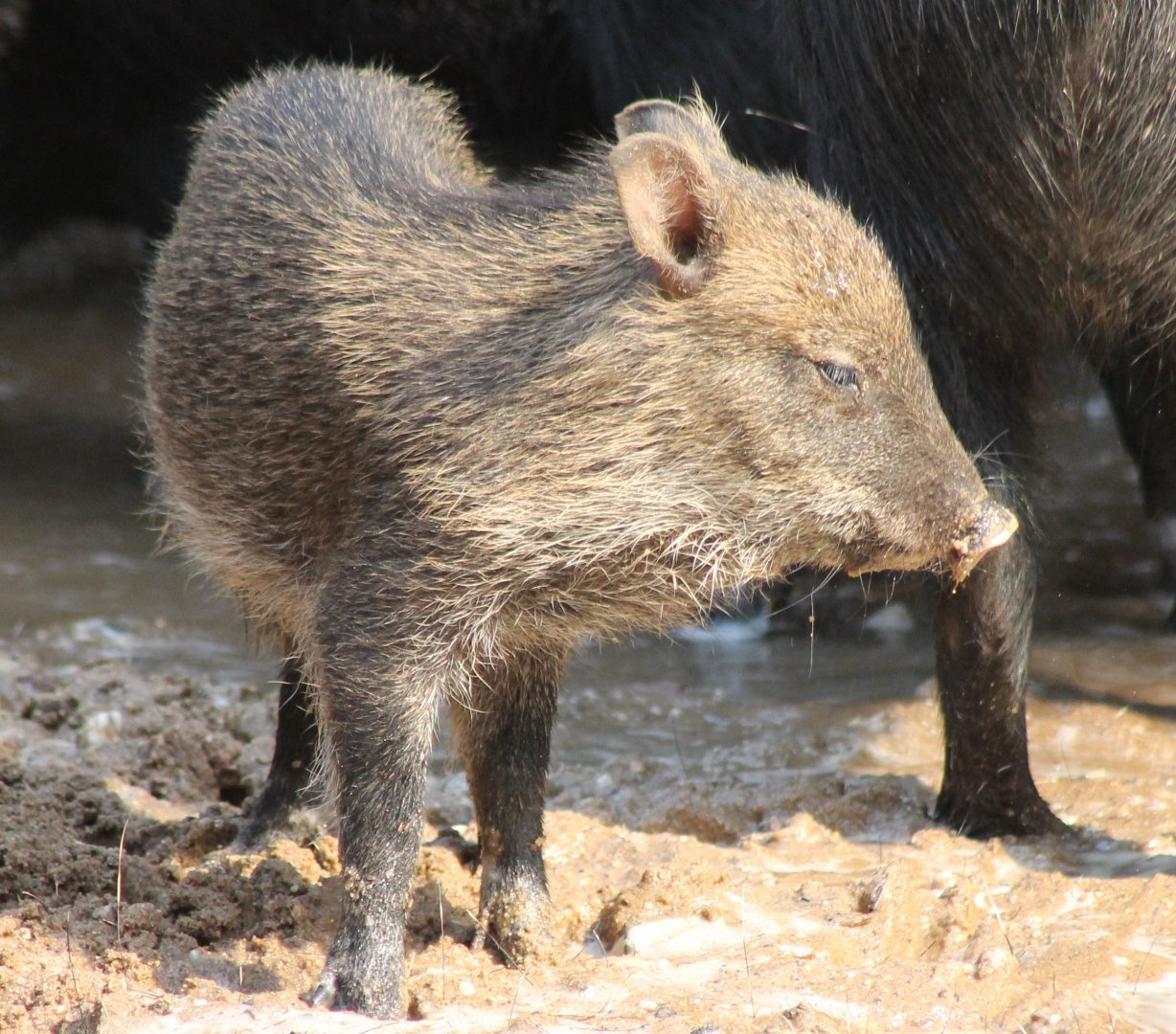 Collared peccary-piglet