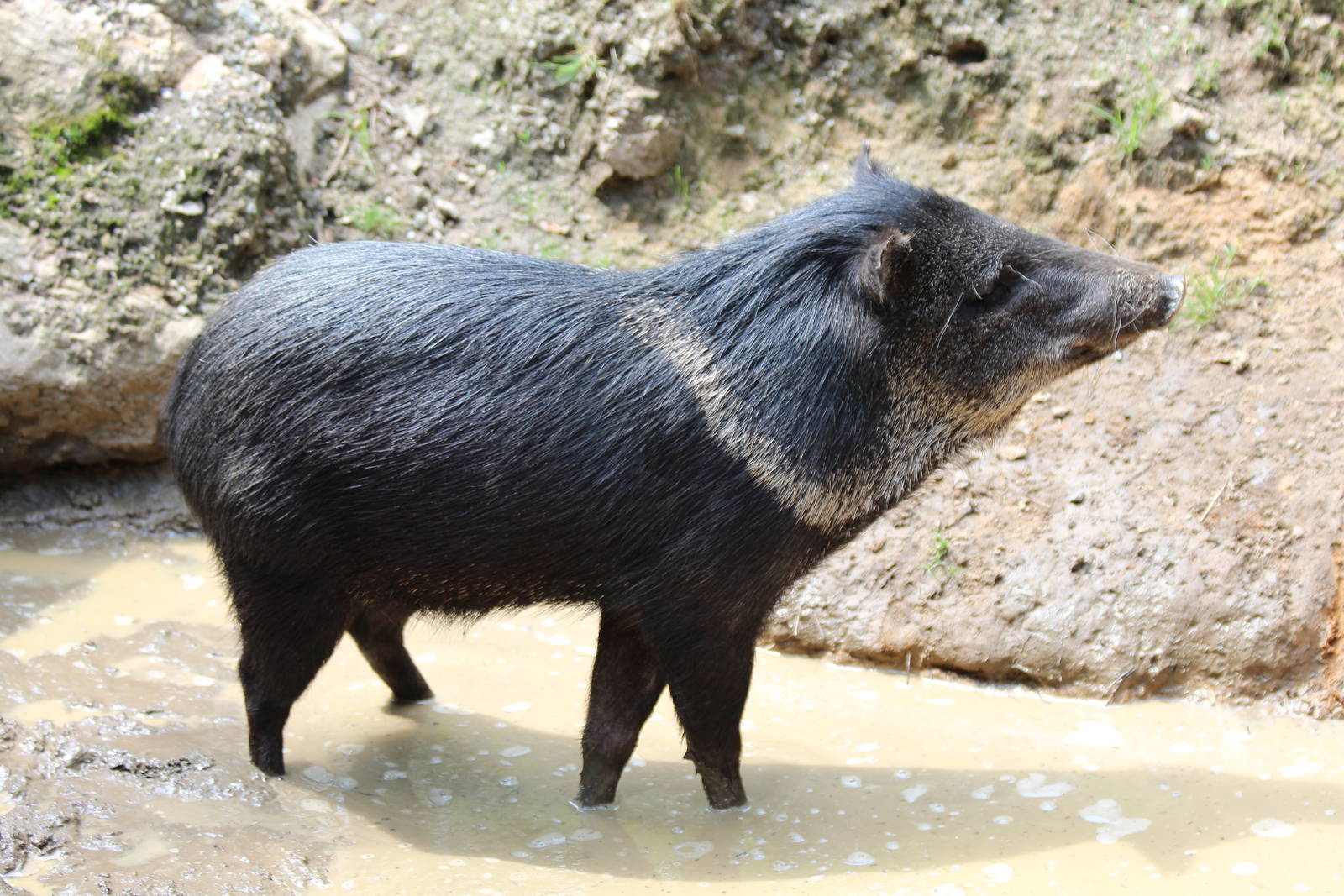 Collared Peccary - Prague Zoo, July 2013
