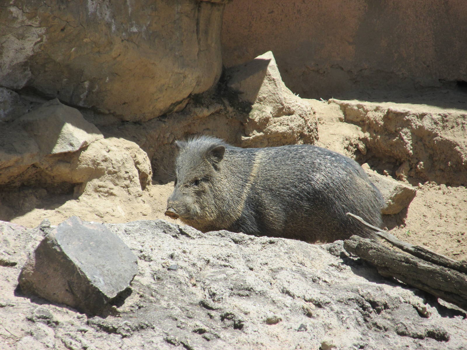 collared peccary san juan de aragon zoo