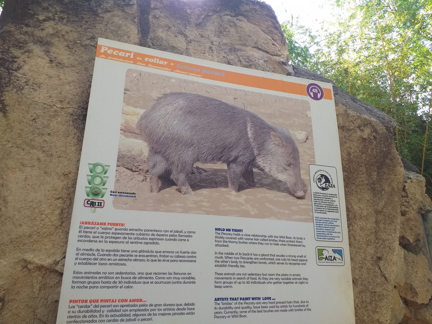 Collared peccary sign -TerraNatura Benidorm (2021)