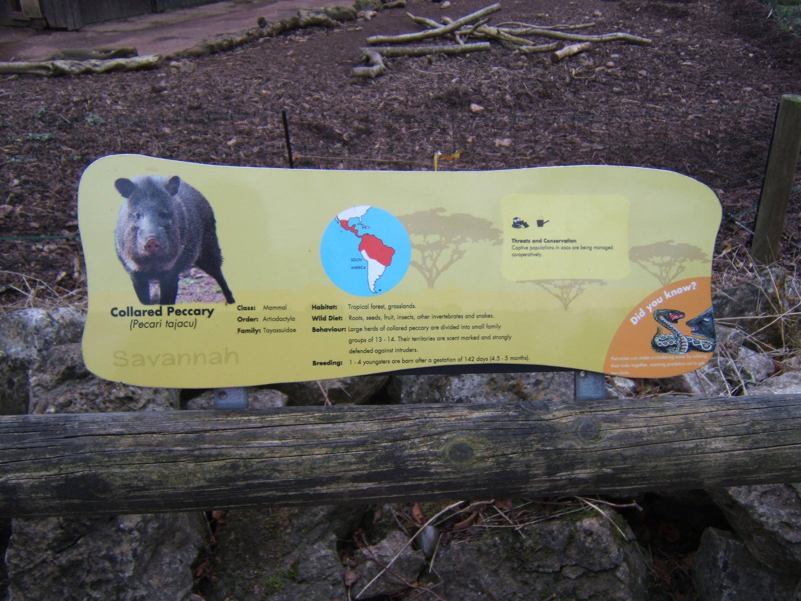 Collared Peccary signage