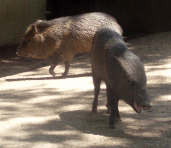 Collared Peccary (Tayassu tacaju)