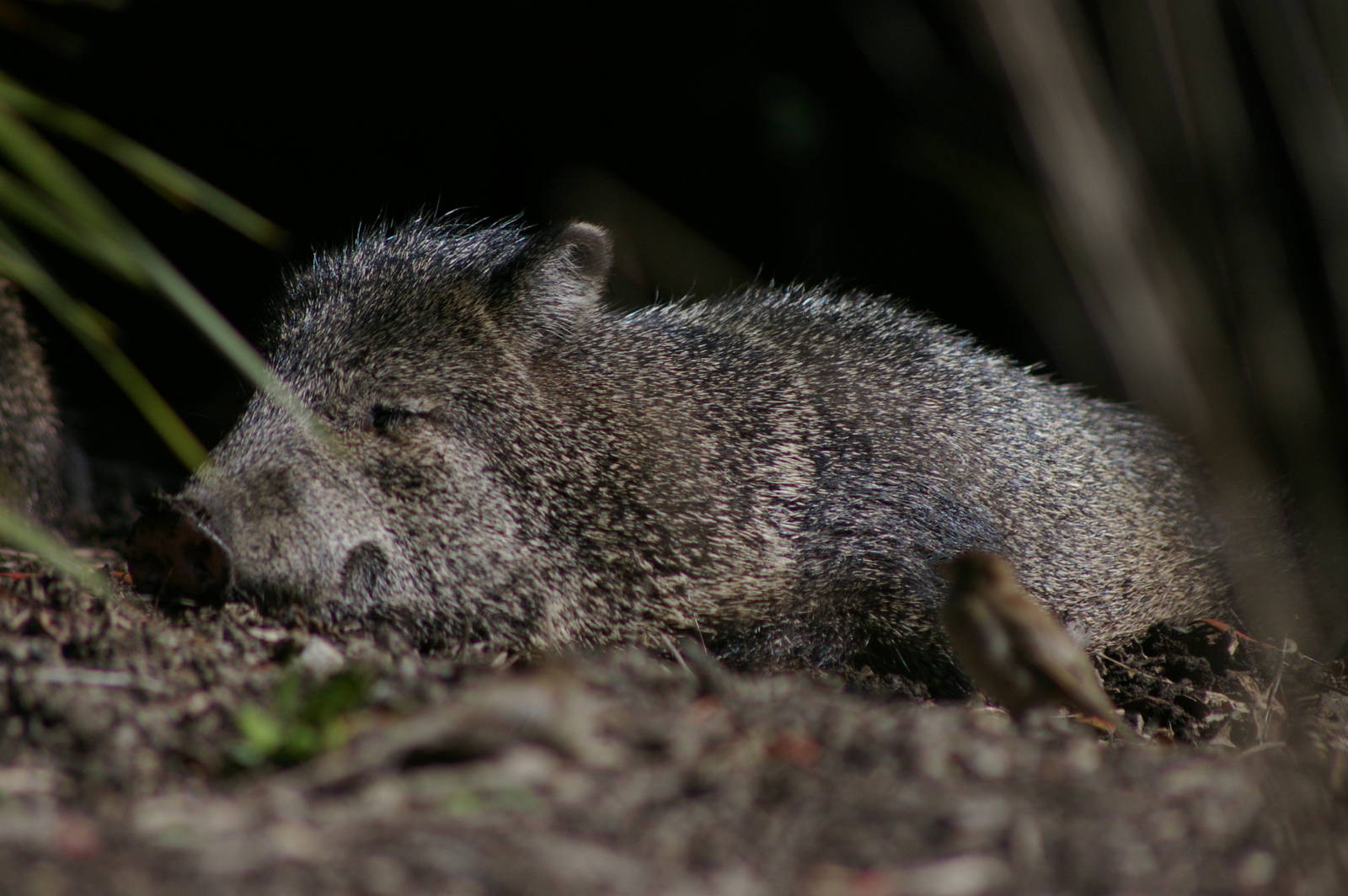 collared peccary (Tayassu tajacu)