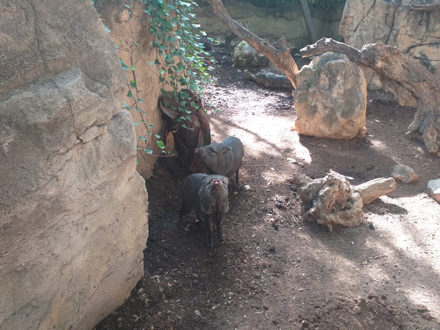 Collared peccary -TerraNatura Benidorm (2021)