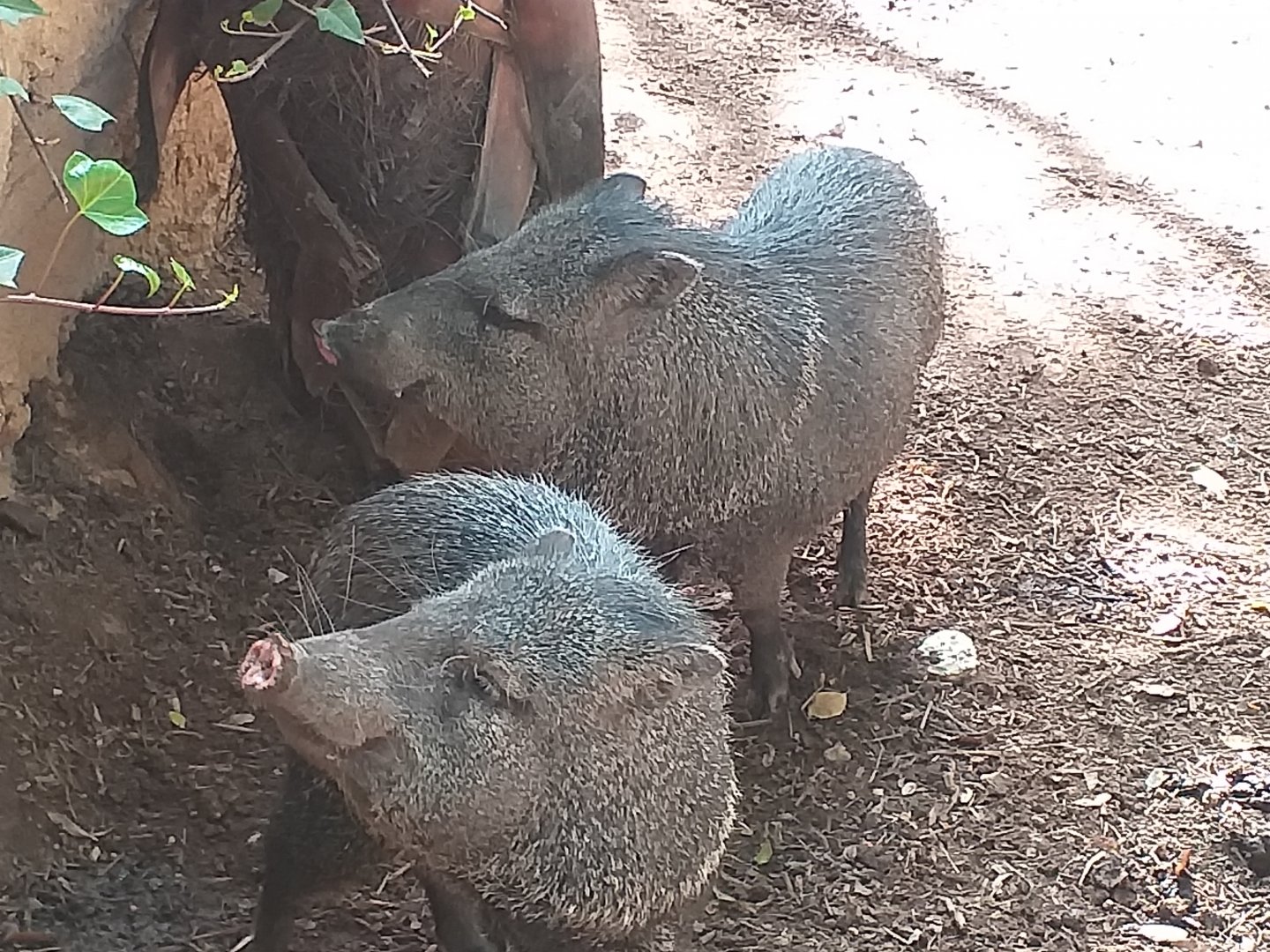 Collared peccary -TerraNatura Benidorm (2021)