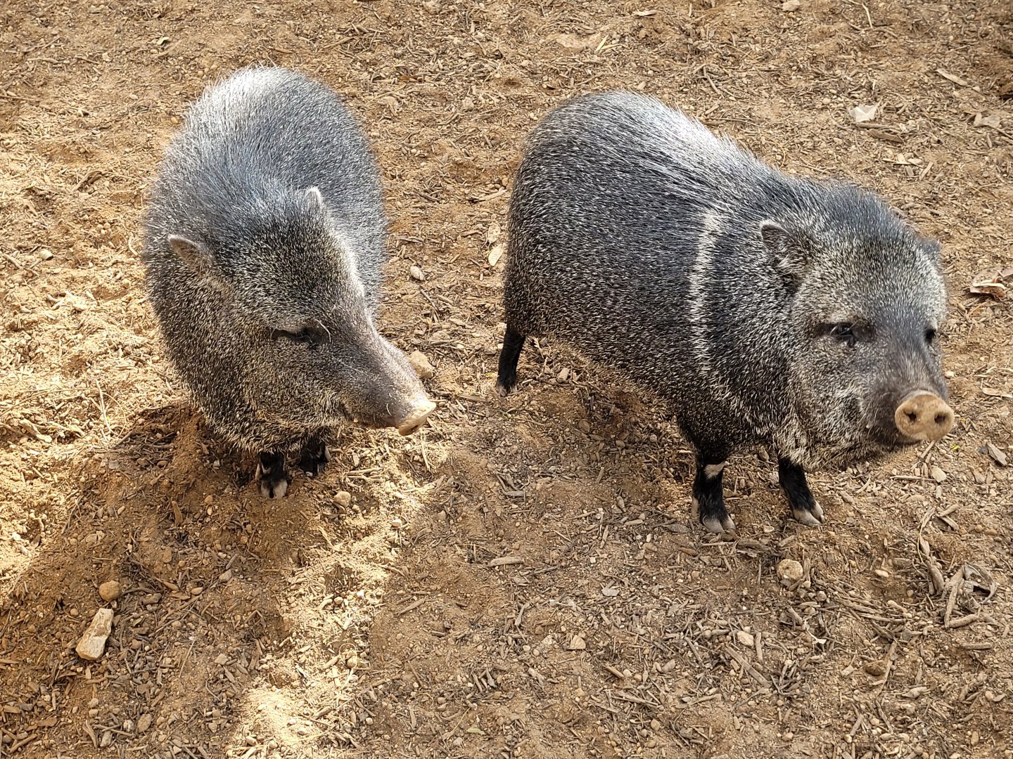 Collared peccary -TerraNatura Benidorm (2022)
