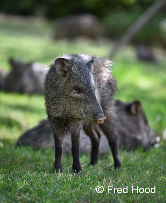 collared peccary (wild)