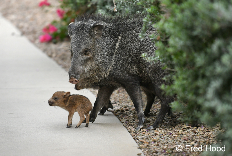 collared peccary with baby