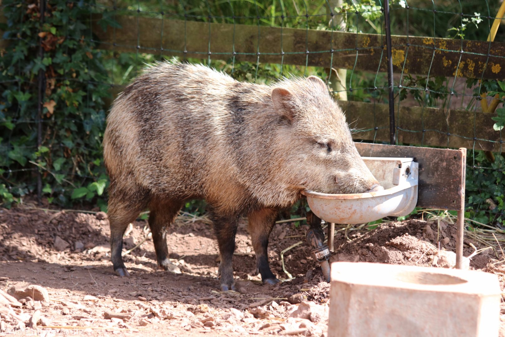 Collared Peccary with Odd Patterning