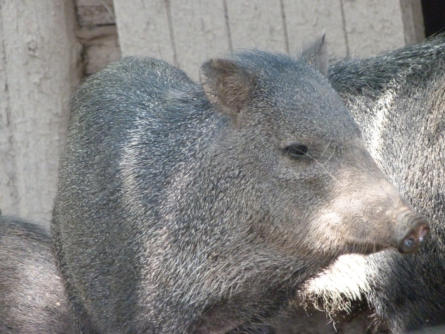 Collared peccary -Zoo Plzeň (2025)
