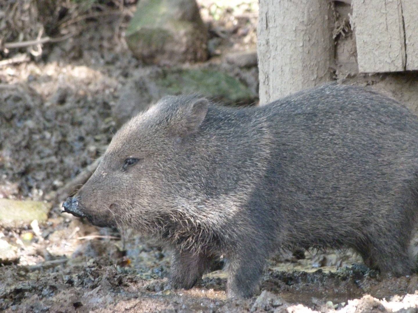 Collared peccary -Zoo Plzeň (2025)