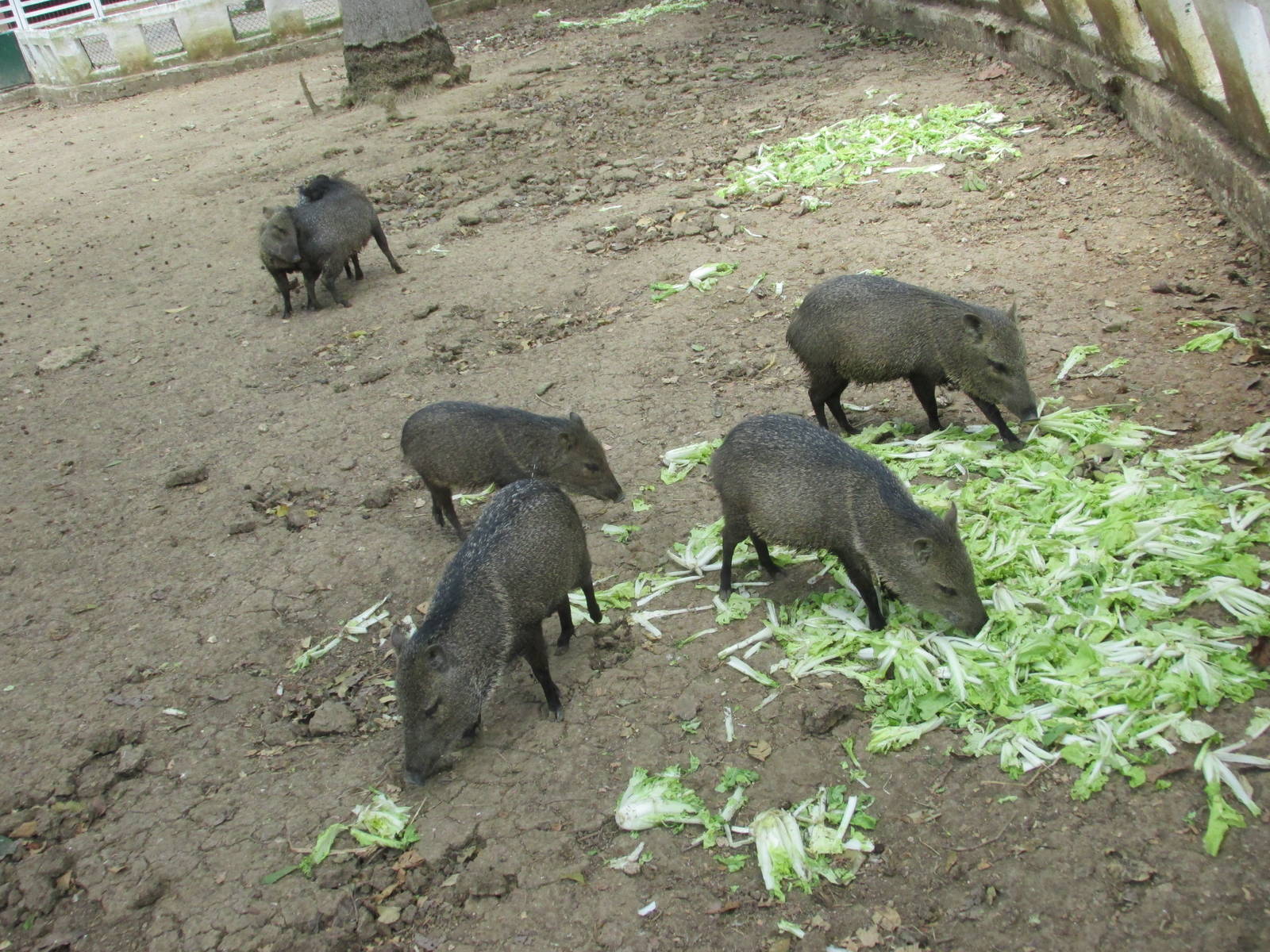 collared peccary zoologico nacional