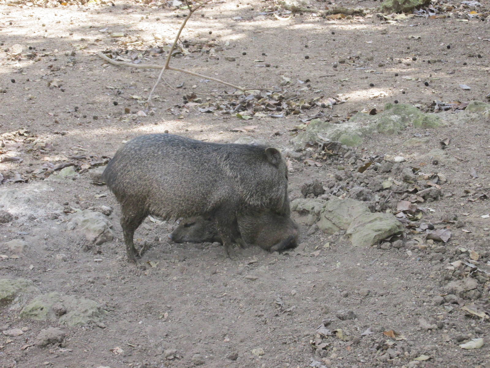 collared peccary zoologico nacional