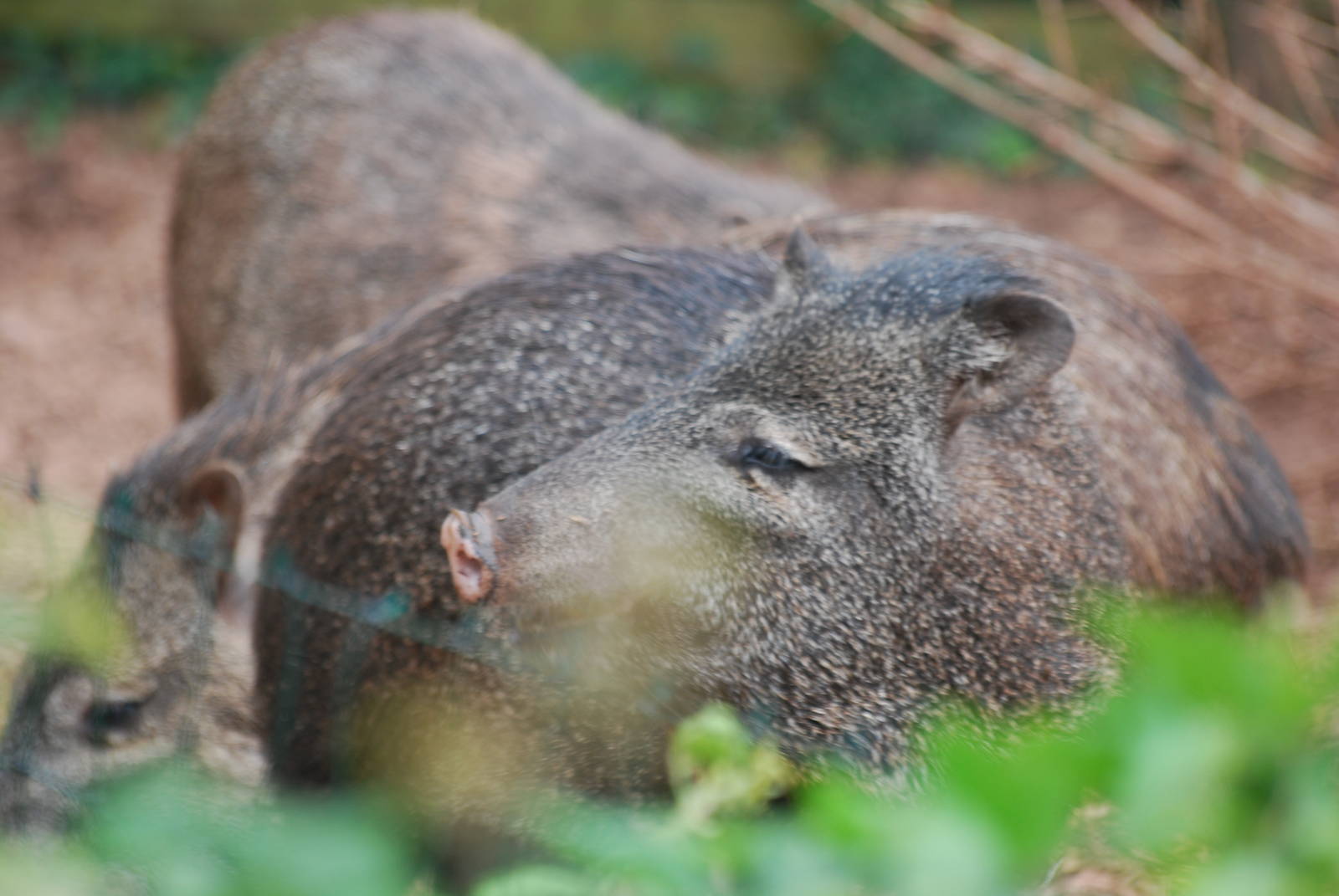 Collared peccary