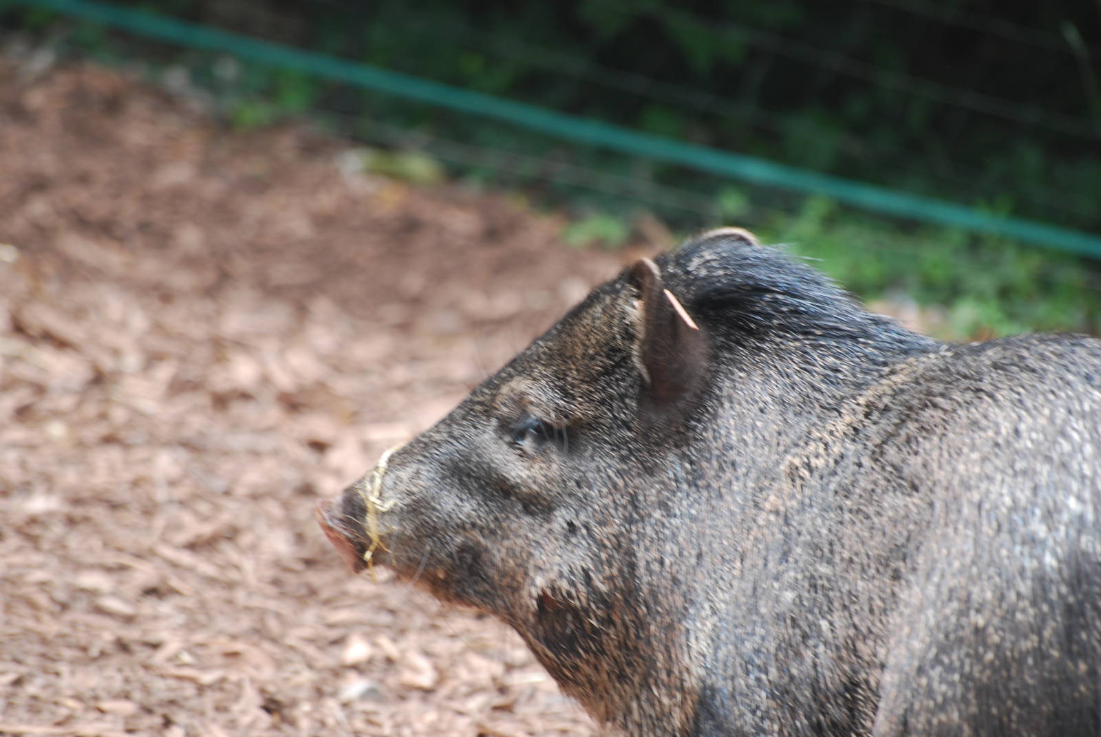 Collared peccary