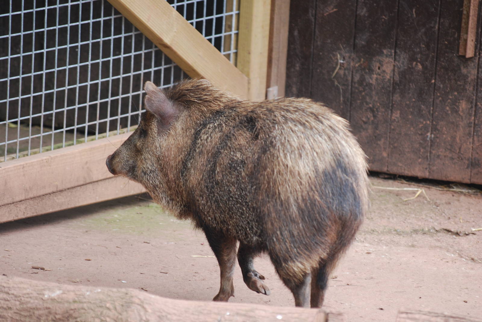Collared peccary