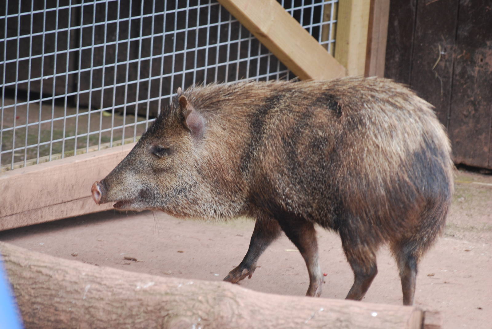Collared peccary