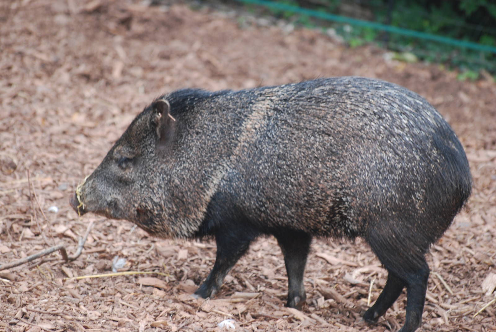 Collared peccary