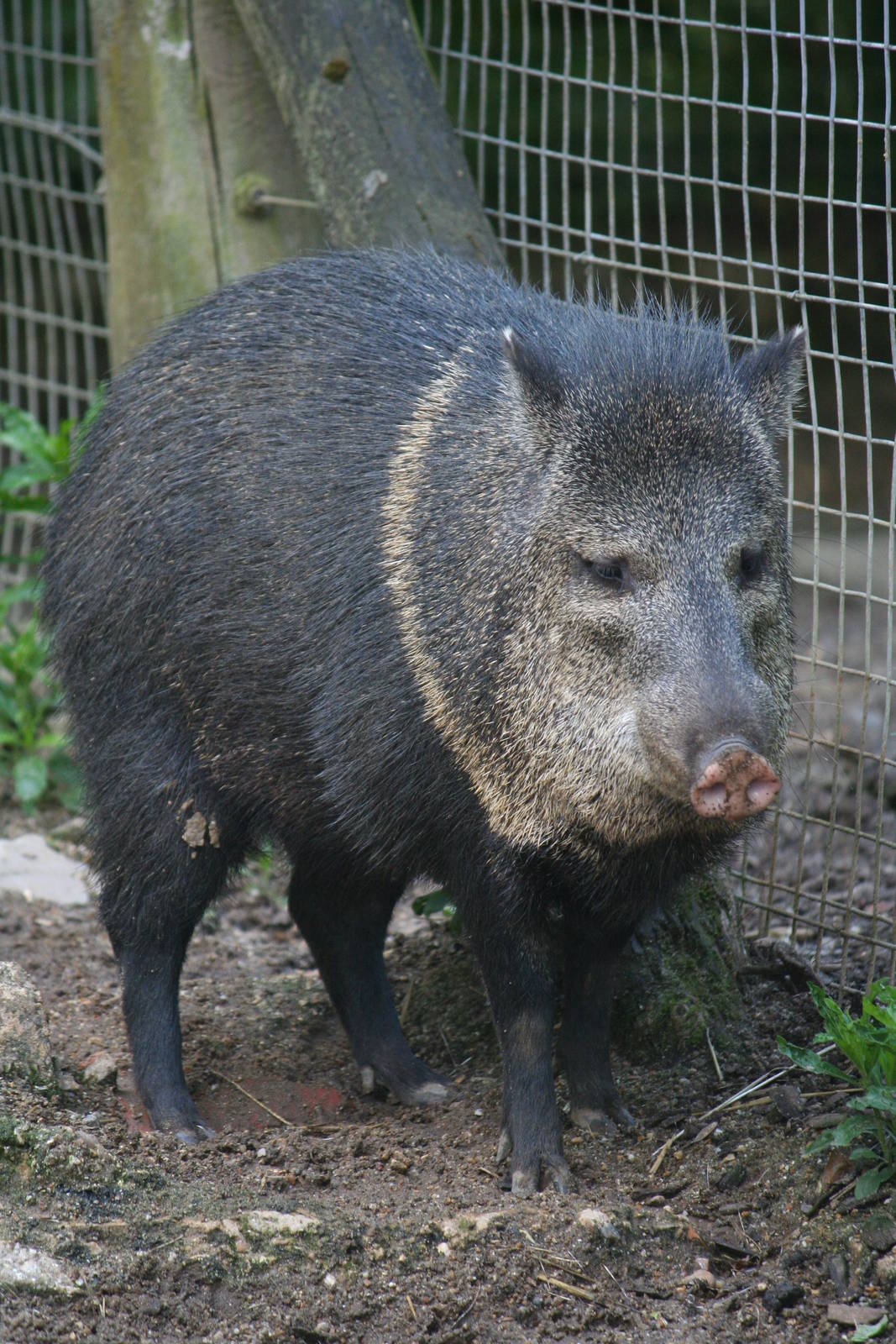 Collared peccary