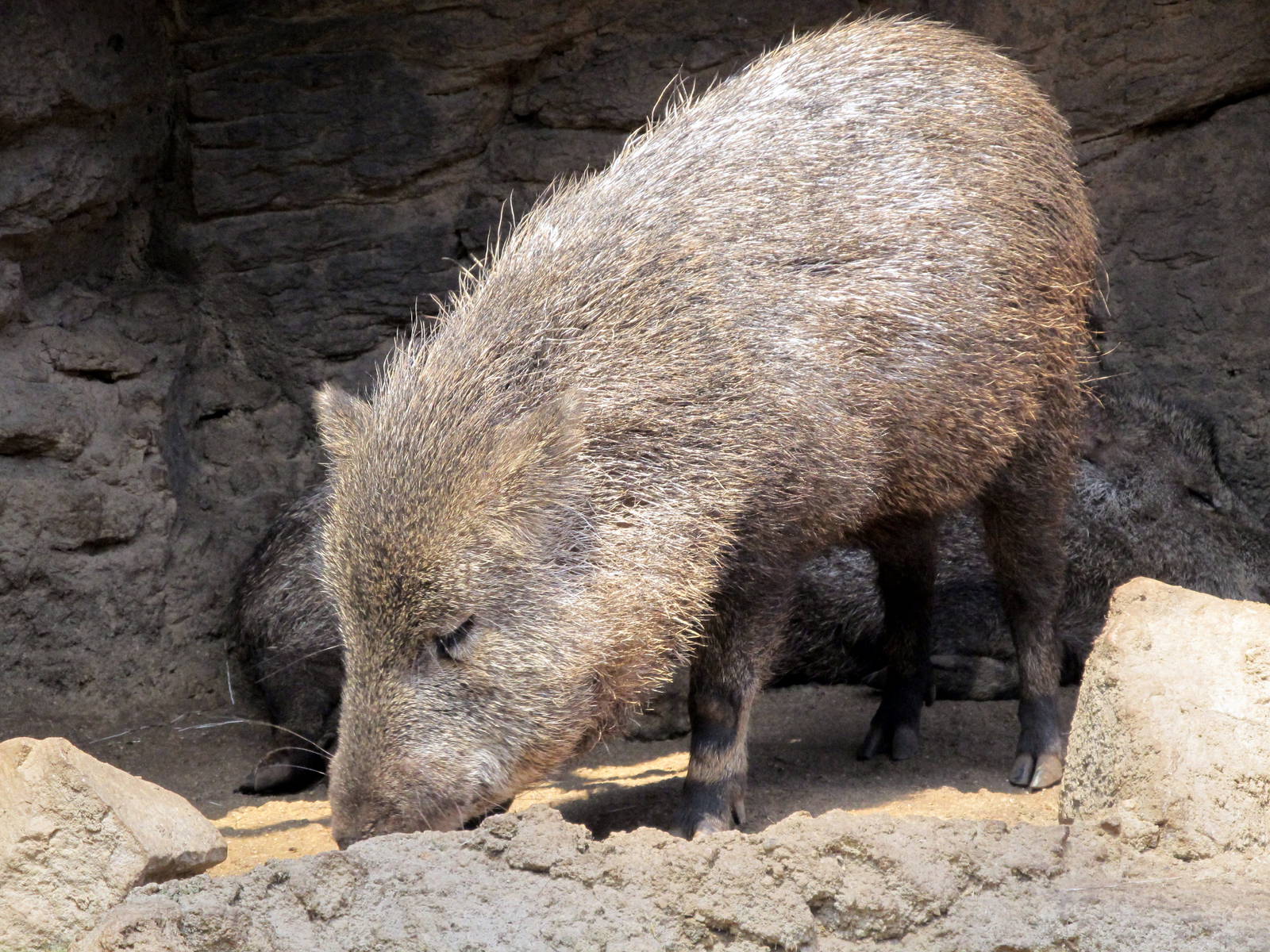 Collared Peccary
