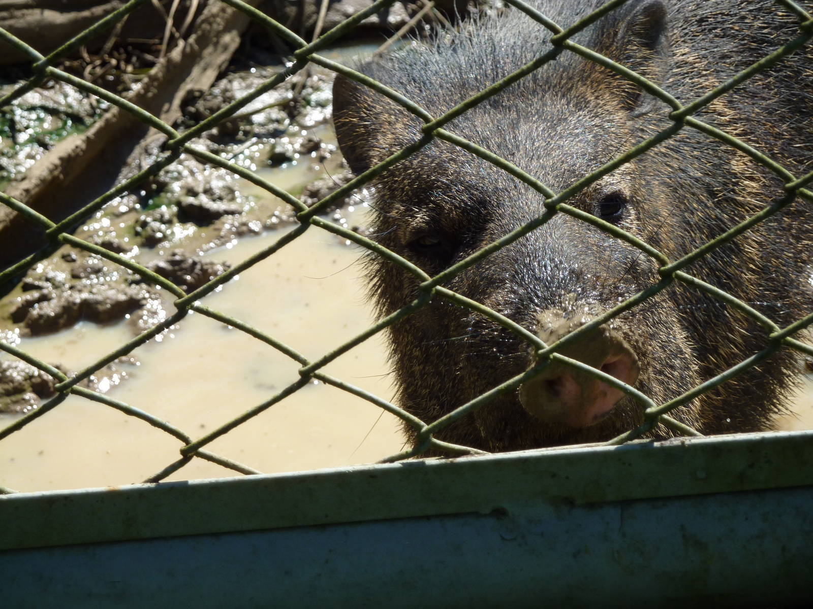 Collared peccary