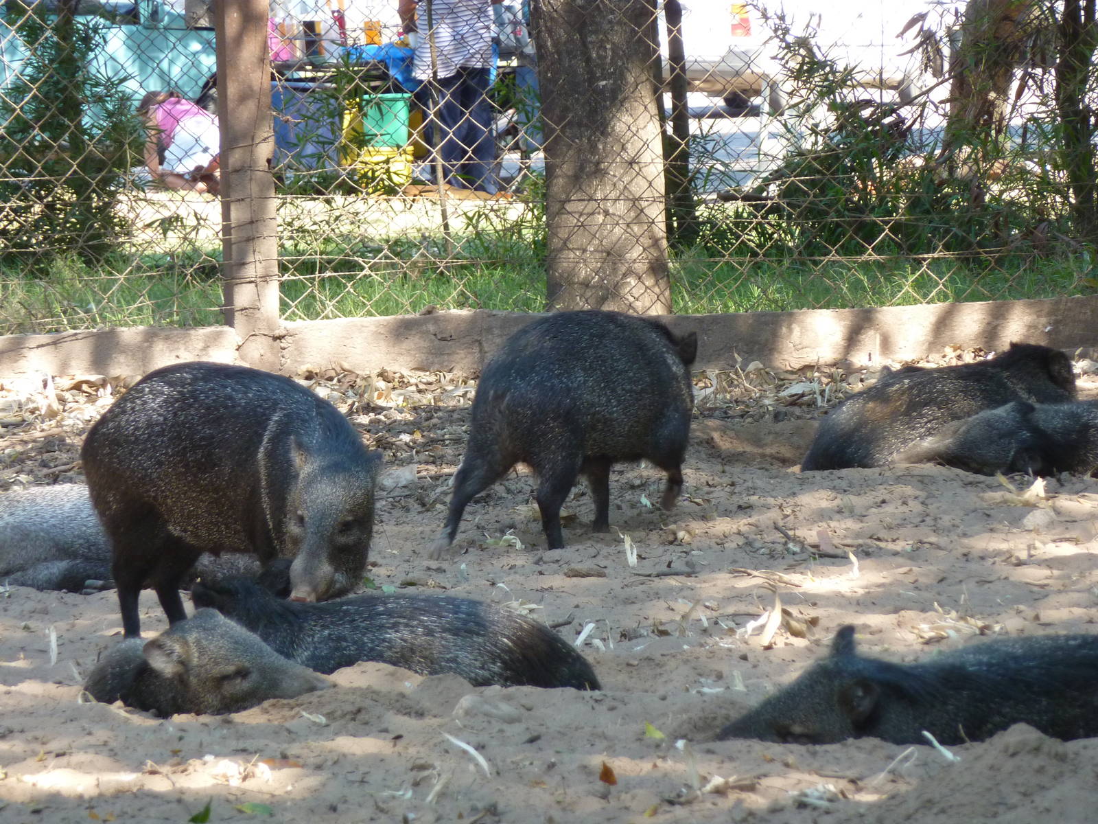 Collared peccary