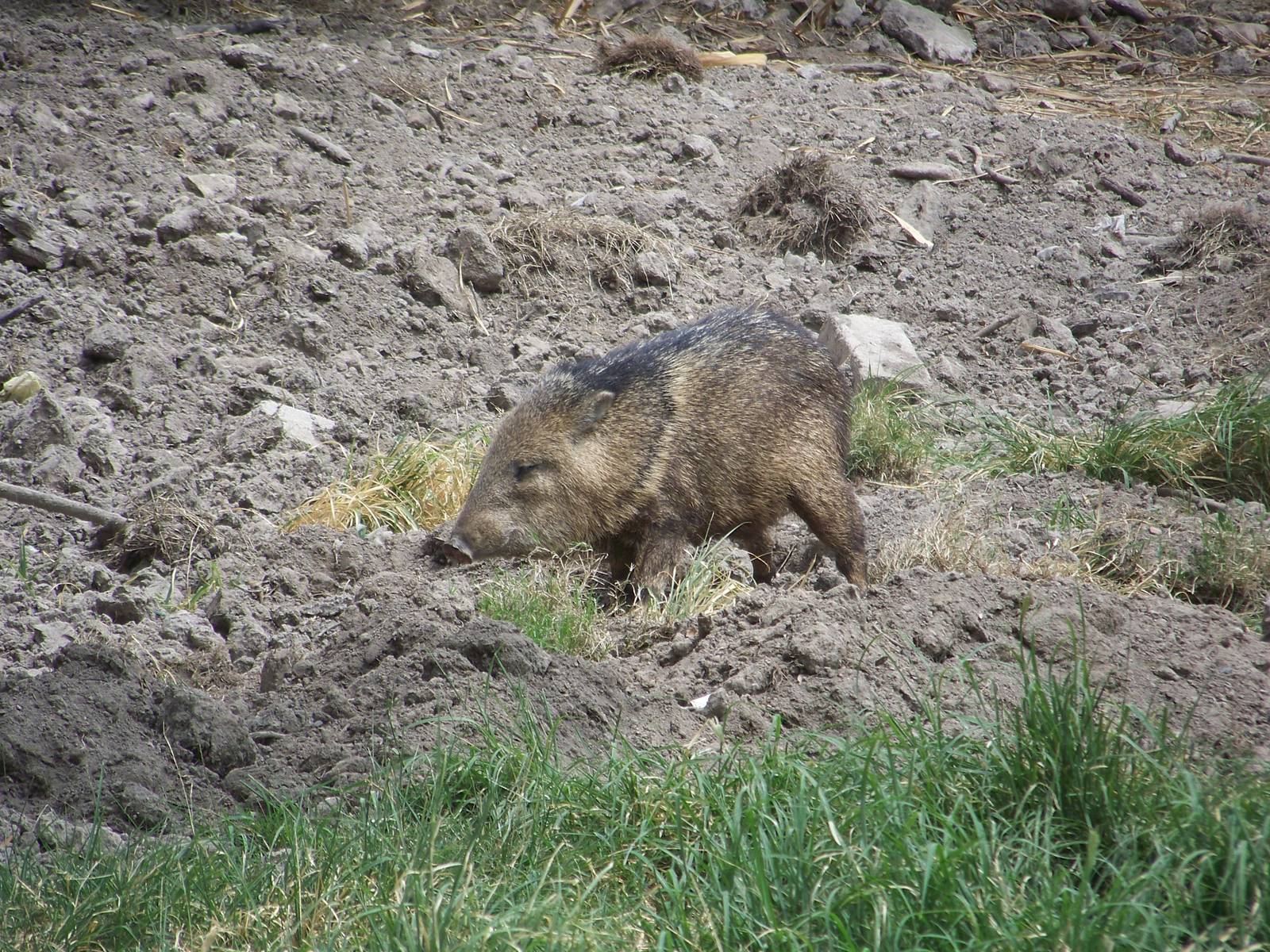 Collared Peccary