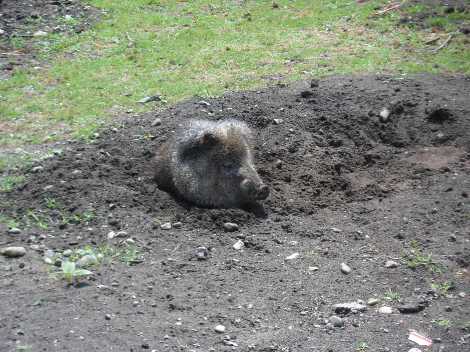 Collared Peccary