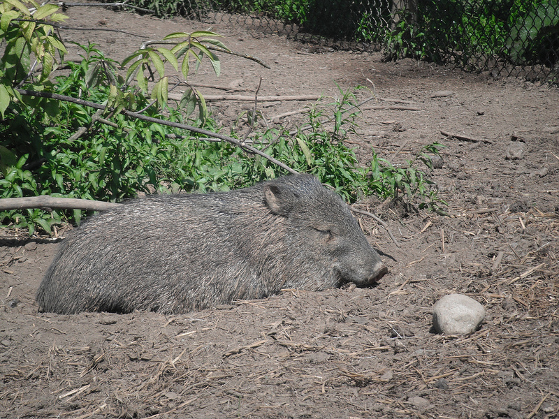 Collared Peccary