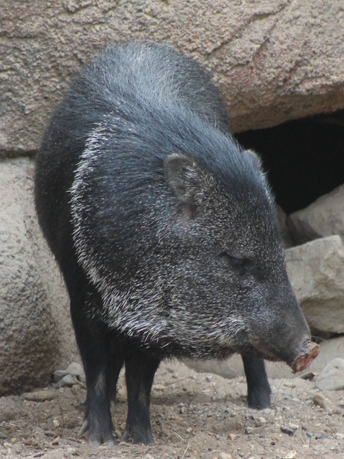 collared peccary