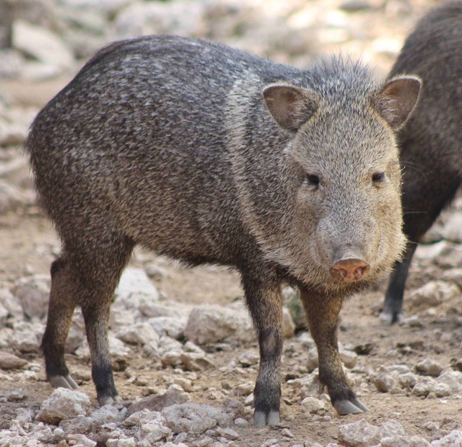 Collared peccary